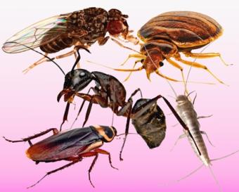 images/categorieimages/Insektenoverlast.jpg