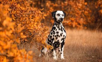 images/categorieimages/aanbiedingenHOND.jpg