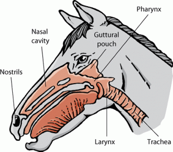 Products for the airways of horses