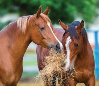 GENERAL HEALTH HORSE