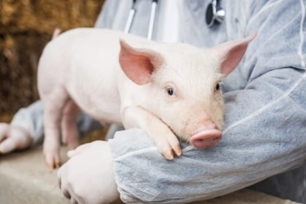 Products against anemia in pigs