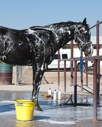 Products to bathe horses