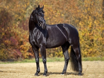 Products for black horses