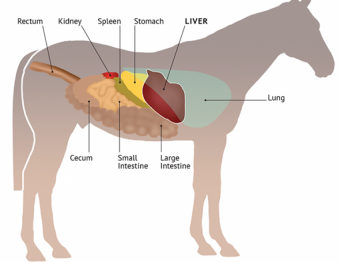 Blood, liver & kidneys horse