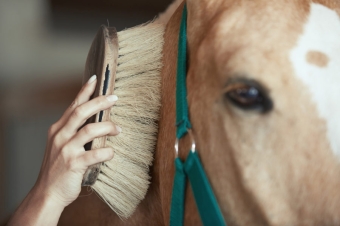 Products for cleaning the coat and hooves of the horse