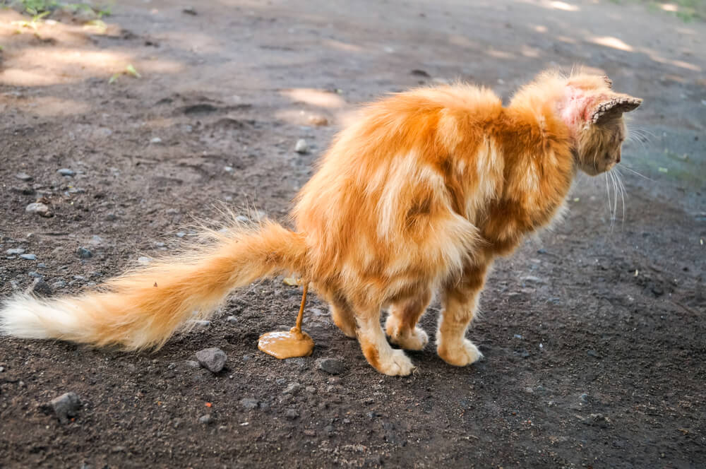 images/categorieimages/cat-diarrhea.jpg