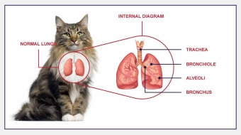 images/categorieimages/cat-respiratory.jpg