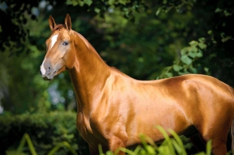 Products for the coat/skin of horses