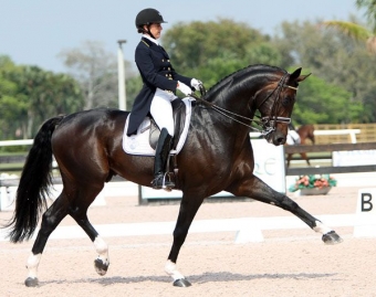 Products for competition horses