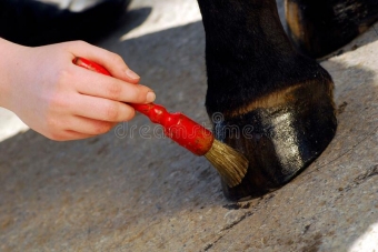 products for the hooves of horses