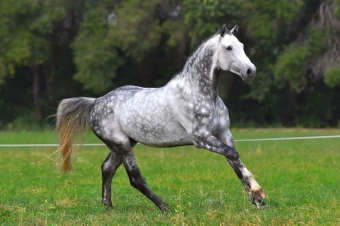 Products for the special care of grey and white horses