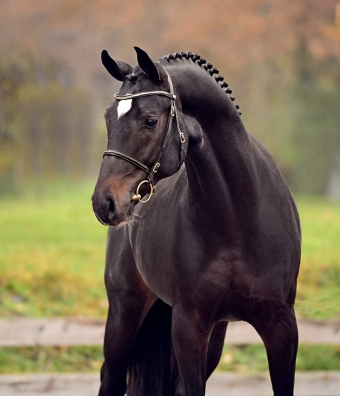 Products for stallions