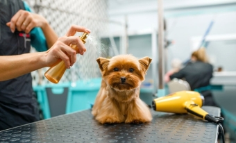 Products to detangle and condition the hair of dogs