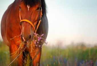 Products for detoxing horses