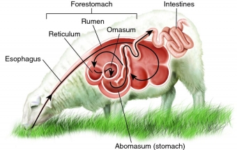 Products for the digestion in sheep and goats