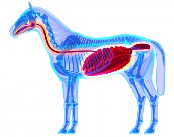 Products for the digestive system in horses