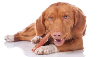 Treats and bones for dogs