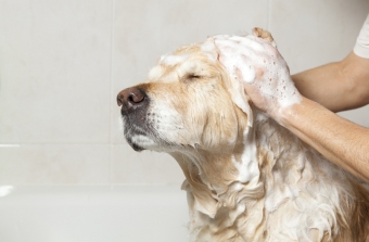 Products for the care of dogs