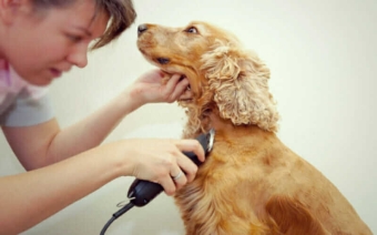 Clippers to trim your dog