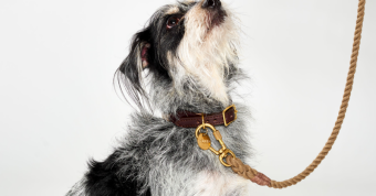 collars and leashes for dogs