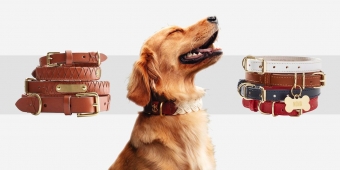 collars for dogs