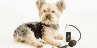 products to let your dog smell nice