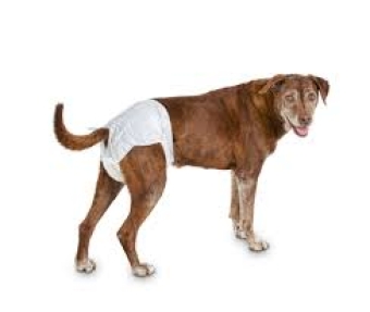 Diapers for dogs