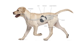 Products for the digestive system in dogs
