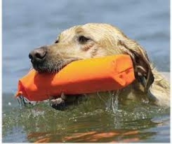 images/categorieimages/dog-dummy.jpg