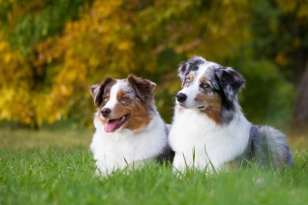 Products for the general health in dogs
