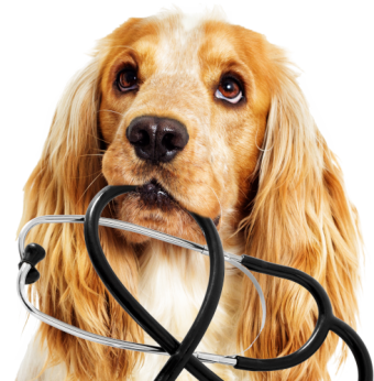 Products for the health of dogs