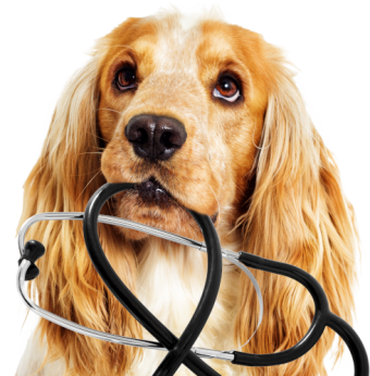 Dog health