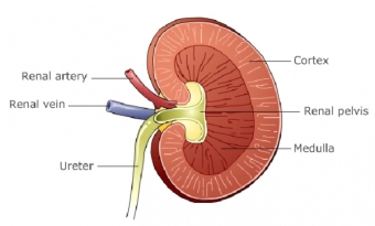 Products for the kidneys in dogs