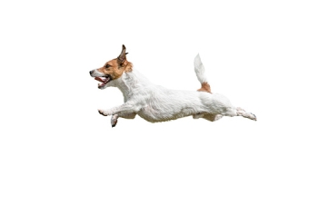 Products for the mobility of dogs