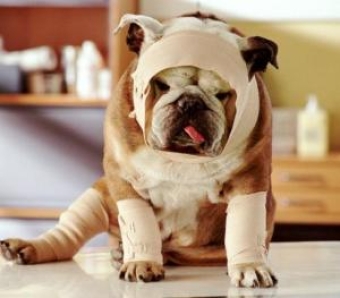 Products for dogs in pain