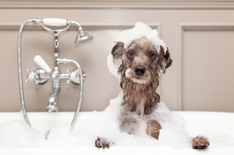 Products to wash your dog