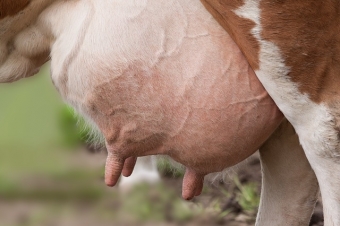 Products to dry out cows