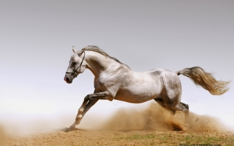 energy & condition horse