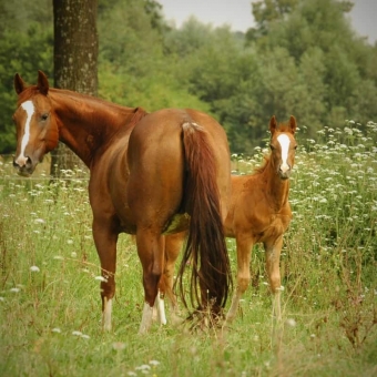 Products for the fertility in horses