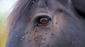 Products against flies on horses
