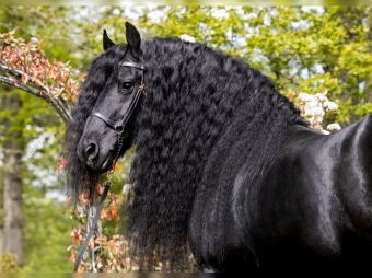 Products for Friesian horses