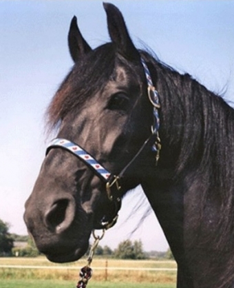 Bridles & Halters for Frisian horses