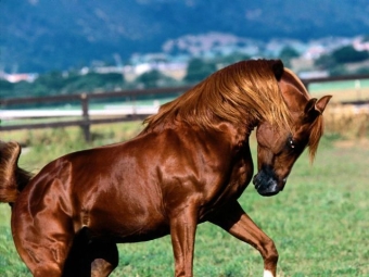 Products for a shiny glossy coat in horses