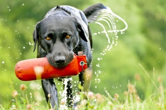 images/categorieimages/hond-training.jpg