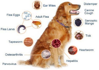 Products against worms fleas and ticks in dogs