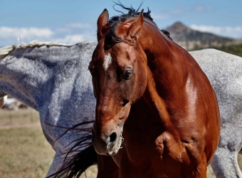 Products for hormone problems in horses