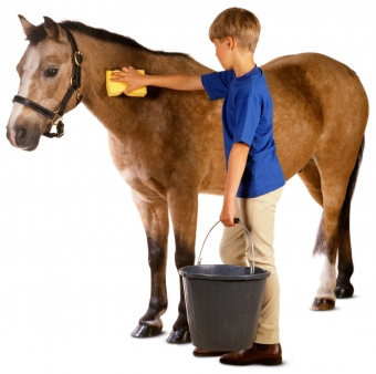 offers care for horses