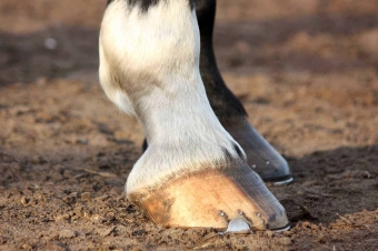 products for the hooves of horses