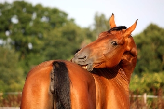 Products for itching horses