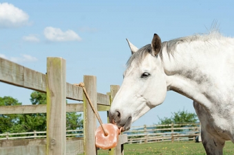 Horse licks